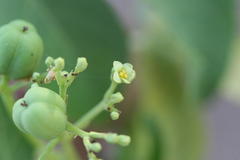 Jatropha heynei